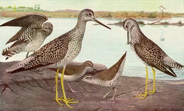 Summer Sandpipers