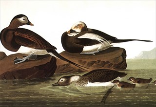 Long-Tailed Ducks