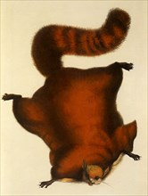 Common Flying Giant Squirrel, Petaurista petaurista