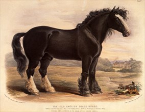 The Old English Black Horse
