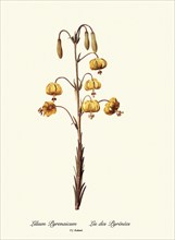 Lilium Pyrenaicum, Lis des Pyrénées