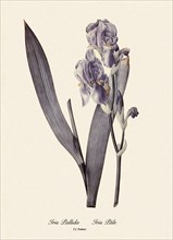 Iris Pallida, Iris Pâle