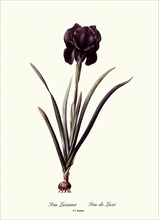 Iris Luziana, Iris de Luze