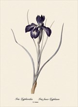 Iris Xyphioides, Iris faux-Xyphium