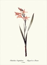 Gladiolus Cuspidatus, Glayeul en Pointe
