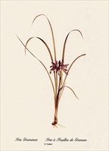 Iris Graminea, Iris à Feuilles de Gramen