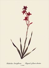 Gladiolus Strictifloras, Glayeul à fleurs droites