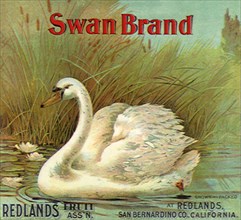 Swan on Pond.