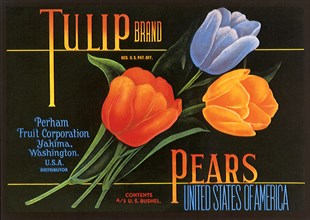 Three Tulips.