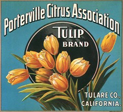 Tulips on Label.