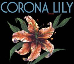 Lily Fruit Label.