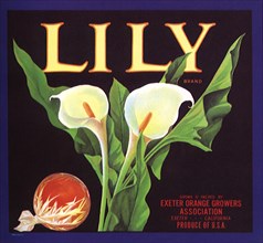 Lily Fruit Label.