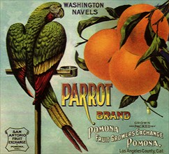 Parrot and Oranges.