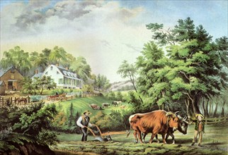 Oxen Plowing Fields.