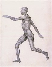Human Being, Lateral View.