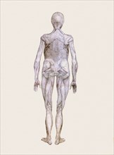 Human Being, Posterior View.