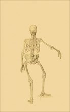 Human Skeleton, Posterior View: Right Arm Outstretched.
