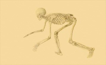 Human Skeleton, Anterior View, in Crouching Posture.