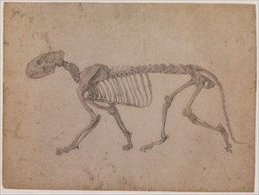 Tiger Skeleton, Lateral View.