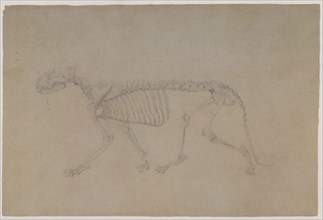 Tiger Skeleton, Lateral View, in Walking Posture.