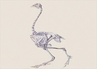 Dorking Hen Skeleton, Lateral View, in Walking Posture.