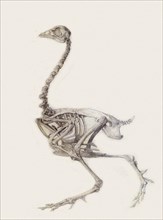 Fowl Skeleton, Lateral View.