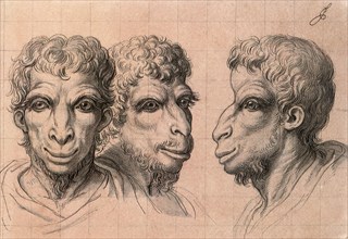 Physiognomic Heads Inspired by a Camel.