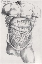 The Anatomical Revelations of Vesaluis.