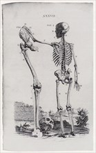 Skeleton and Large Limb Bone.