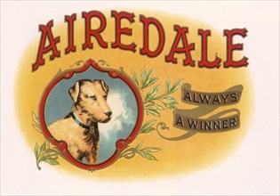 Airedale.