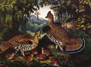 Ruffed Grouse and Young.
