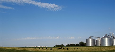 Silos and cattle grazing in a meadow