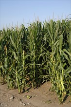 Corn growing field