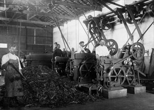 les machines à couper le tabac. 1929
