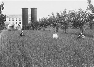 culture du blé à mareno di piave. 1933 ca.