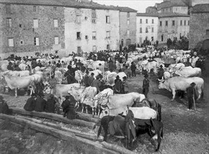 italy, tuscany, chiusdino, cattle market 1800-1900
