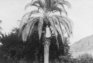 arabian picking dates, 1913