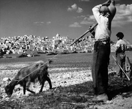italy, sicily, siculiana, shepherd, 1950