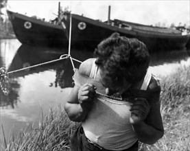 canale di brenta, un battellante in azione per tirare una barca, 1957