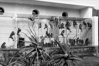 europe, italy, naples, mostra d'oltremare, monkeys, zoo