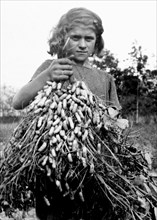 coltivazioni arachidi, 1920-1930
