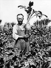farmer, field of beetroots, 1920-1930