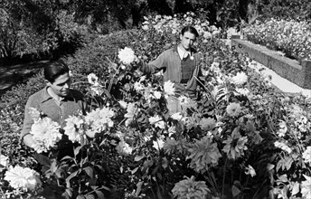 italy, liguria, bordighera, gardeners, 1940-1950