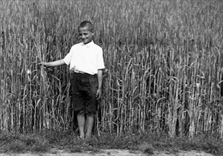 cornfield, 1930-1940