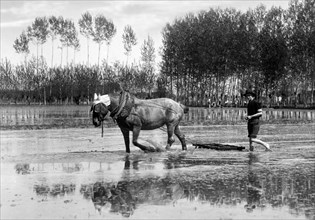 rice paddy, 1930