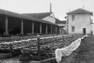 tobacco growing, 1920-1930