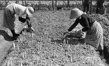 asparagus harvesting, 1940-1950