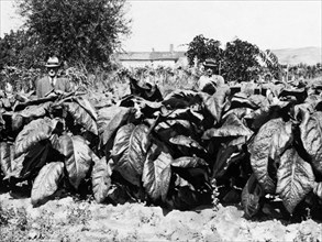 tobacco growing, 1940-1950