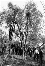 olive groves, 1910-1920