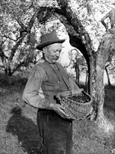 olive groves, farmer, 1920-1930